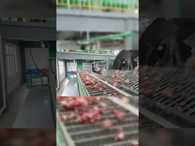 ΚΙΝΑ Μηχανή Καθαρισμού με Πτερύγια για την Παρασκευή Αμύλου από Κασάβα από Ανοξείδωτο Χάλυβα προς πώληση